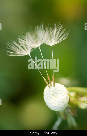 Dandelion Stock Photo