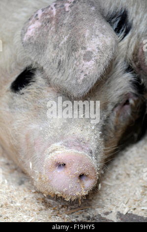 Domestic pig (Sus scrofa domestica) is situated in the shed