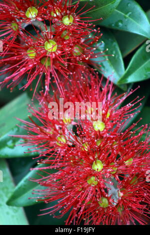 Nz Southern Rata Southern rātā (Metrosideros umbellata Stock Photo - Alamy
