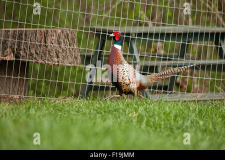 Male Ring-necked Pheasant at liberty at Baxter Barn farm in Fall City, Washington, USA Stock Photo