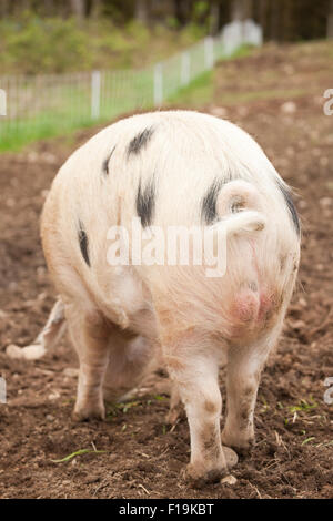 Rear view of Gloucestershire pig with a curly tail at Dog Mountain Farm in Carnation, Washington, USA Stock Photo