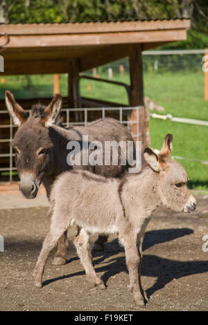Mother and foal Mediterranean miniature donkey at Baxter Barn in Fall City, Washington, USA Stock Photo