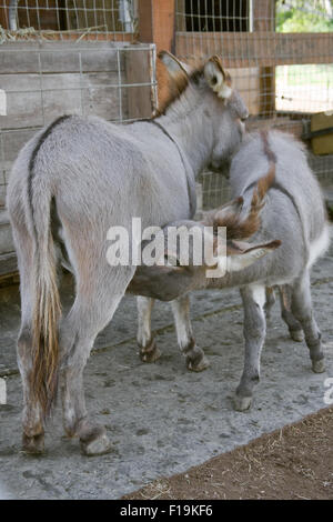 Mediterranean miniature donkey foal nursing from its mother at Baxter Barn in Fall City, Washington, USA Stock Photo