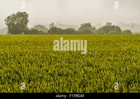 Green fields of England concept. Dark and broody rain-sodden day hanging over an unripe wheat crop. For food security / growing food, gloomy outlook. Stock Photo