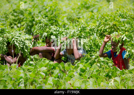 Solomon Islands, Makira-Ulawa Province, Owaraha aka Santa Ana, local boys seek shade from sun in creative way. Stock Photo