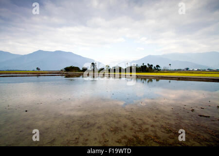 Agriculture field of flooded paddy farm after harvest season in Taiwan Stock Photo