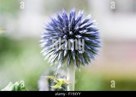Garden flower. Echinops ritro 'Veitch's blue'. Close up of blue mauve flower-head, spikes and talks in round globe pattern Stock Photo