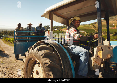 African man driving a tractor with harvested grapes. Vineyard worker taking grapes to wine manufacturer. Delivering grapes from Stock Photo