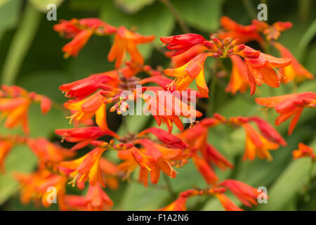 Crocosmia genus Iridaceae coppertips falling stars montbretia bright orange flowers against green slender blade leaves Stock Photo