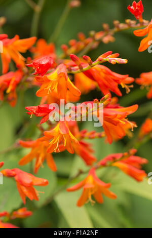 Crocosmia genus Iridaceae coppertips falling stars montbretia bright orange flowers against green slender blade leaves Stock Photo