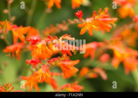 Crocosmia genus Iridaceae coppertips falling stars montbretia bright orange flowers against green slender blade leaves Stock Photo