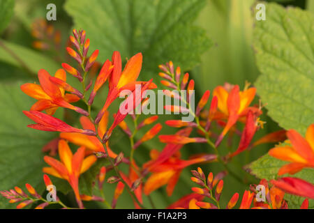 Crocosmia genus Iridaceae coppertips falling stars montbretia bright orange flowers against green slender blade leaves Stock Photo