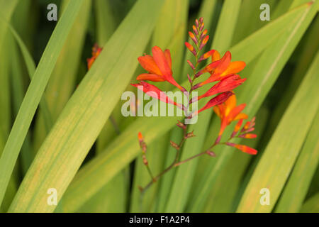 Crocosmia genus Iridaceae coppertips falling stars montbretia bright orange flowers against green slender blade leaves Stock Photo