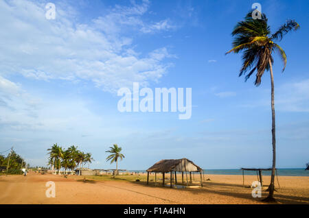 Palm trees on the coast of Benin in Ouidah Stock Photo