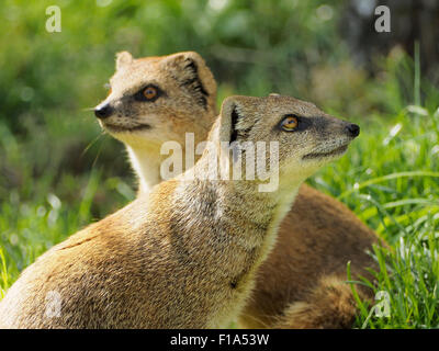 Yellow mongoose couple photographed in Blijdorp Zoo, Rotterdam, the Netherlands Stock Photo