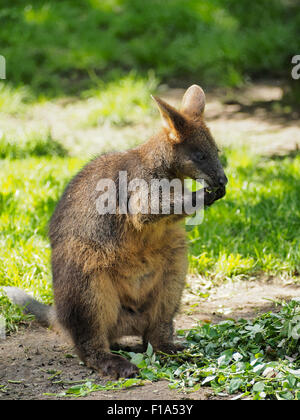 Eating Wallaby photographed in Blijdorp Zoo Rotterdam, the Netherlands Stock Photo