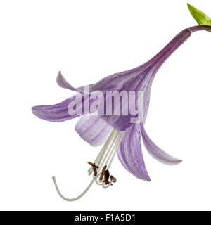 Purple flower of the hosta (funkia), isolated on white background Stock Photo