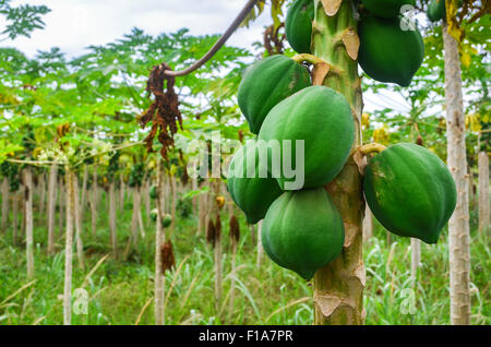 Papaya plantation in Ivory Coast / Côte d'Ivoire Stock Photo