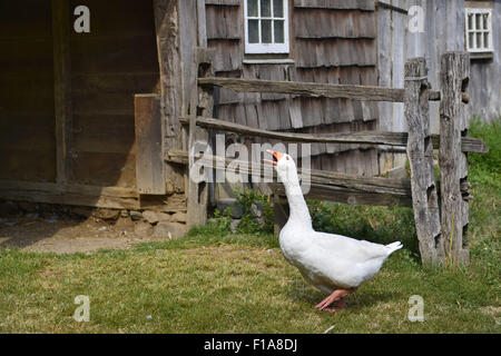 Old Bethpage, New York, USA. 30th Aug, 2015. A domesticated white Embden goose, with blue eyes, orange bill and feet, is honking loudly in the barnyard of the Powell Farm during Old Time Music Weekend at the Old Bethpage Village Restoration on Long Island. Credit:  Ann Parry/ZUMA Wire/Alamy Live News Stock Photo