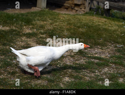 Old Bethpage, New York, USA. 30th Aug, 2015. A domesticated white Embden goose, with blue eyes, orange bill and feet, is running in the barnyard of the Powell Farm during Old Time Music Weekend at the Old Bethpage Village Restoration on Long Island. Credit:  Ann Parry/ZUMA Wire/Alamy Live News Stock Photo