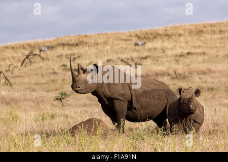 Female Black rhino and young Black Baby Rhino Kenya, Lewa conservancy standing and looking around Stock Photo
