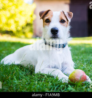 Jack Parson Russell Terrier puppy dog pet, tan rough coated, outdoors in park while playing with apple toy, portrait, lying Stock Photo