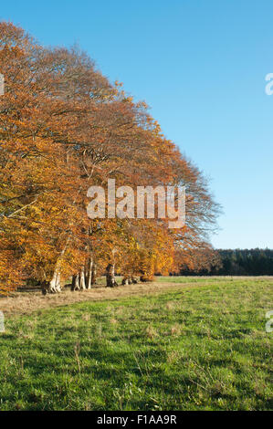 Trees displaying the colours of autumn against a blue sky Stock Photo ...