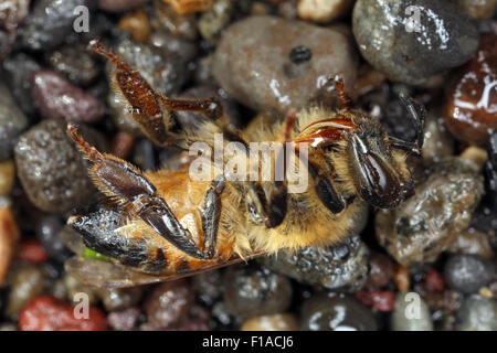 Torre Alfina, Italy, dead honeybee is supine Stock Photo