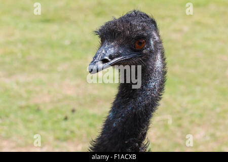 Close-up view of face of emu with comical inquisitive expression ...