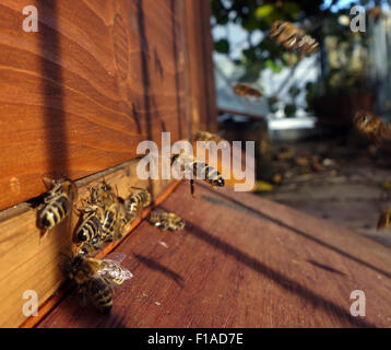 Berlin, Germany, honeybee approaching a hive Stock Photo