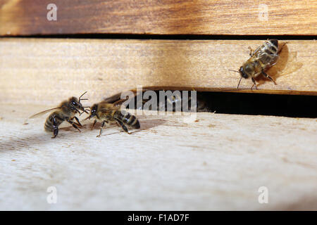 Berlin, Germany, honeybees are sitting in front of the entrance hole of a hive Stock Photo