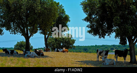 Cows Murgia defend themselves from the summer heat in the shade of a large oak trees. Apulia Stock Photo