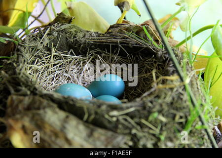 Blue eggs in a nest. Stock Photo