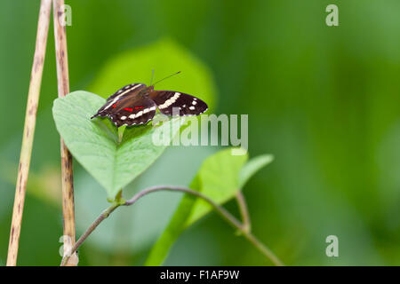 Close up of a banded peacock butterfly resting on a leaf with a blurred vibrant green background in Belize. Stock Photo