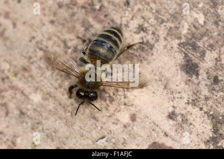 Berlin, Germany, dead honeybee Stock Photo