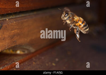 Berlin, Germany, Honeybee in flight before the entrance hole of a beehive Stock Photo