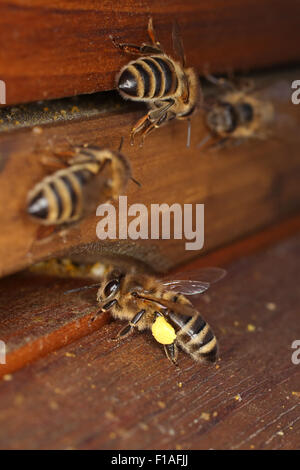 Berlin, Germany, honeybee with pollen before the entrance hole of a beehive Stock Photo