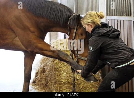 Neuenhagen, Germany, horse physiotherapist at work Stock Photo