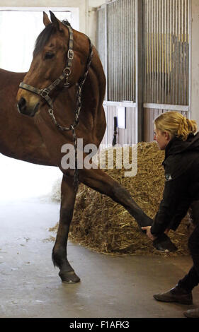 Neuenhagen, Germany, horse physiotherapist at work Stock Photo