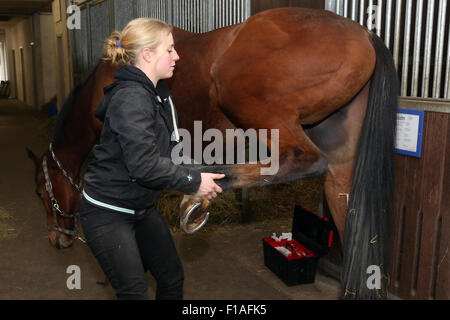 Neuenhagen, Germany, horse physiotherapist at work Stock Photo