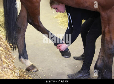 Neuenhagen, Germany, horse physiotherapist at work Stock Photo