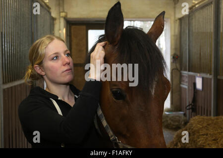 Neuenhagen, Germany, horse physiotherapist at work Stock Photo