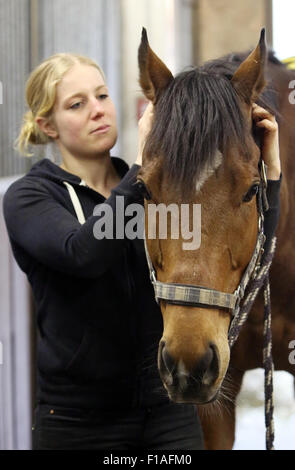 Neuenhagen, Germany, horse physiotherapist at work Stock Photo