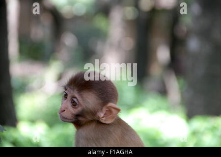 Baby monkey at Swayambhunath, the Monkey Temple, Kathamndu, Nepal Stock Photo