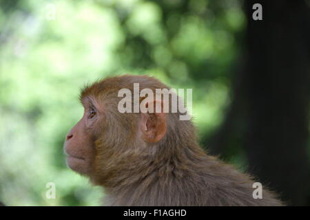 Monkey at Swayambhunath, the Monkey Temple, Kathamndu, Nepal Stock Photo