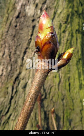 Berlin, Germany, leaf bud of horse chestnut Stock Photo