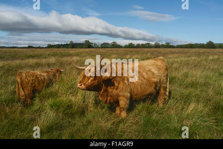 Scottish Highland cattle graze on open pasture in the heart of the North York Moors National Park on a bright summer day. Stock Photo