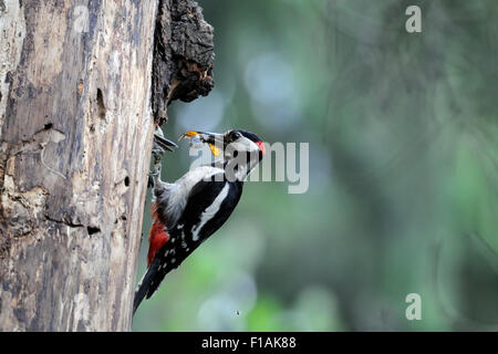 Great Spotted Woodpecker feeding baby bird in nest hollow Stock Photo