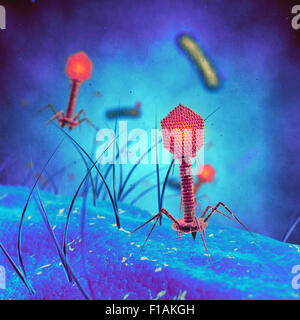 Bacteriophage viruses infecting bacterial cells Stock Photo