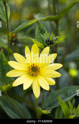 Helianthus 'Lemon Queen'. Perennial sunflowers growing in an herbaceous border. Stock Photo